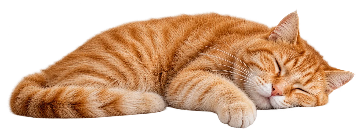 A ginger cat fast asleep on top of the headline